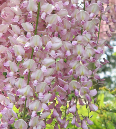 Wisteria 'Rosea hon-beni'  (1 x 3L Pot)