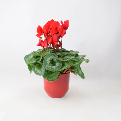 Cyclamen Red Gift Plant – Large Flowered in 12cm Red Ceramic Pot The Rose Press Garden