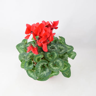 Cyclamen Red Gift Plant – Large Flowered in 12cm Red Ceramic Pot The Rose Press Garden