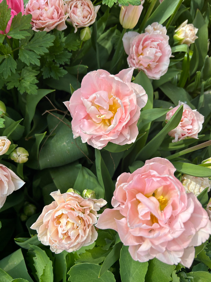 PRETTIEST OF PINKS PACK (6 Packs)