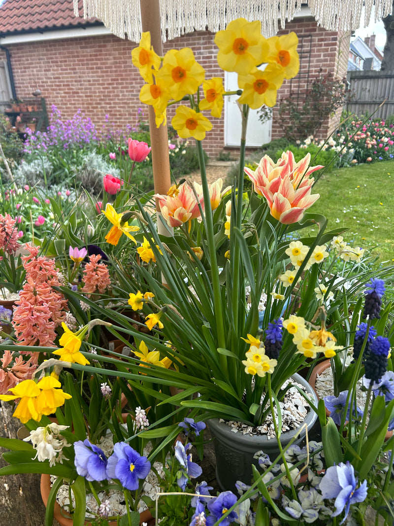 SMALL POT DISPLAY BUMPER PACK (5 PACKS)