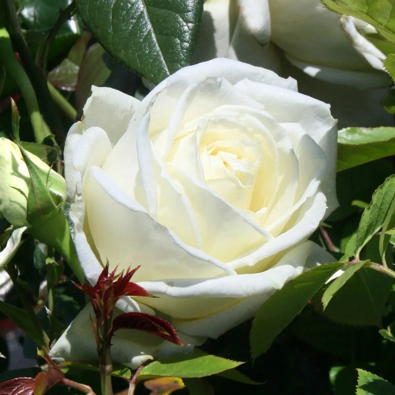 Silver Anniversary Rose - Fragrant White Hybrid Tea Rose in 5.5L Pot The Rose Press Garden