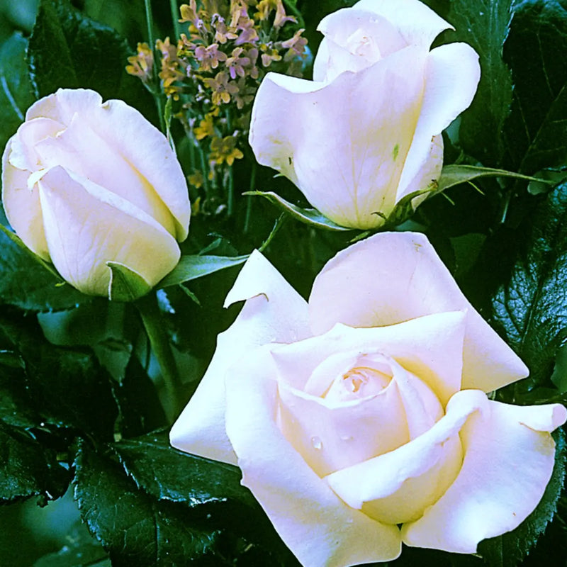Silver Anniversary Rose - Fragrant White Hybrid Tea Rose in 5.5L Pot The Rose Press Garden