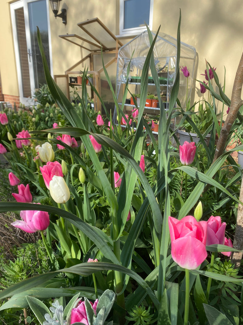 POTS PINK MIX BUNDLE (5 packs)