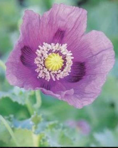 Poppy ‘Hungarian Blue’ Seeds (Old Packaging)