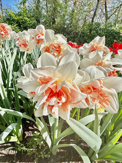 Replete Daffodil (100 Bulbs) BUMPER PACK