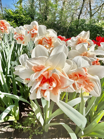 Replete Daffodil (Bulbs) The Rose Press Garden