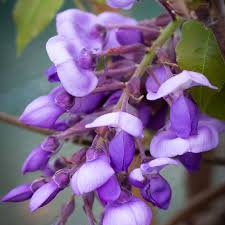 Wisteria brachybotrys ‘Okayama’ – Fragrant White Japanese Wisteria (3L Plant) The Rose Press Garden