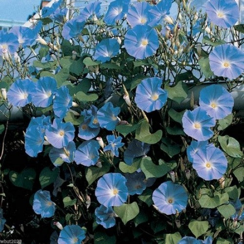 Morning Glory heavenly blue(SEED SALE - OLD PACKAGING) (15)