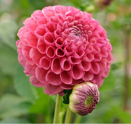 Dahlia &