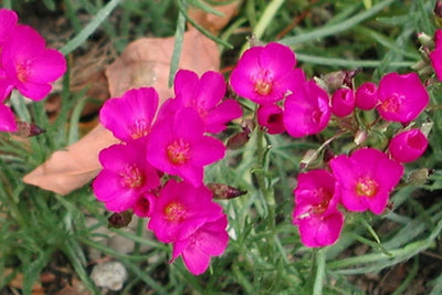 Calandrinia Ruby Tuesday (SEED SALE - OLD PACKAGING) (19)