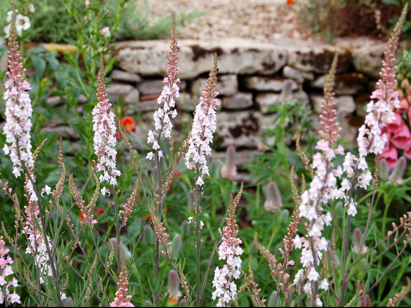 Linaria Canon J Went (SEED SALE - OLD PACKAGING) (13)