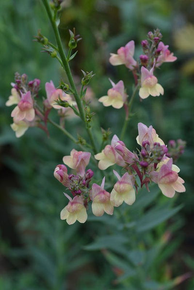 Linaria 'Peach' (SEED SACHET ONLY) The Rose Press Garden