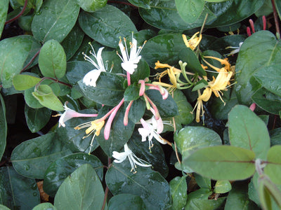 Lonicera japonica ‘Purpurea’ – Purple-Leaf Japanese Honeysuckle (3L Plant) The Rose Press Garden