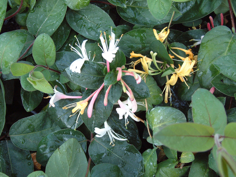 Lonicera japonica ‘Purpurea’ – Purple-Leaf Japanese Honeysuckle (3L Plant) The Rose Press Garden