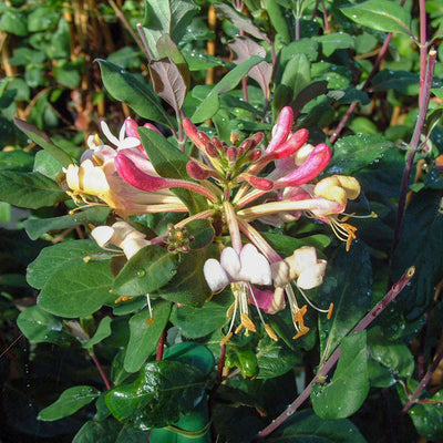 Lonicera japonica ‘Red World’ – Red Japanese Honeysuckle (3L Plant) The Rose Press Garden