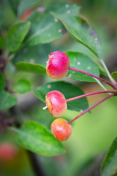 Malus Madonna Tree (Mazam) The Rose Press Garden