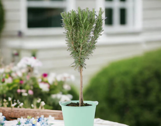 Mini Rosemary Tree (45cm)
