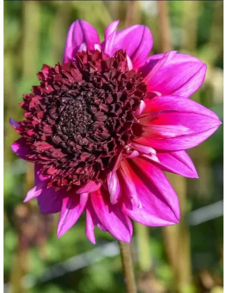 Dahlia &