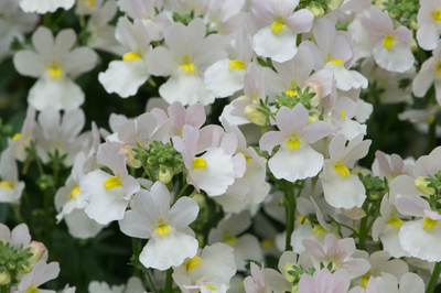 Nemesia 'wisely vanilla' (9cm Pot bundles in 3's and 6's)