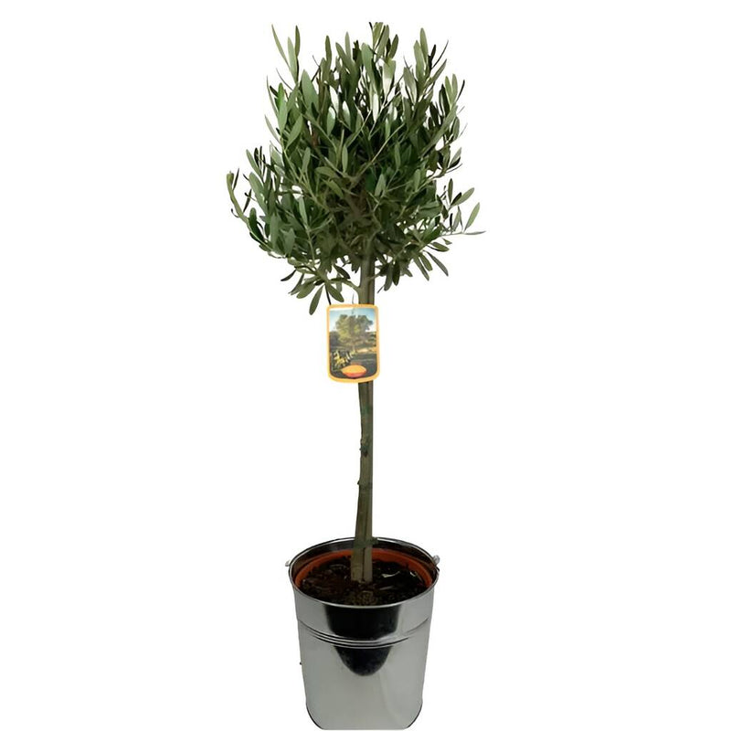 Large Olive Tree in Rustic Metal Bucket – Hardy Outdoor Mediterranean Plant The Rose Press Garden