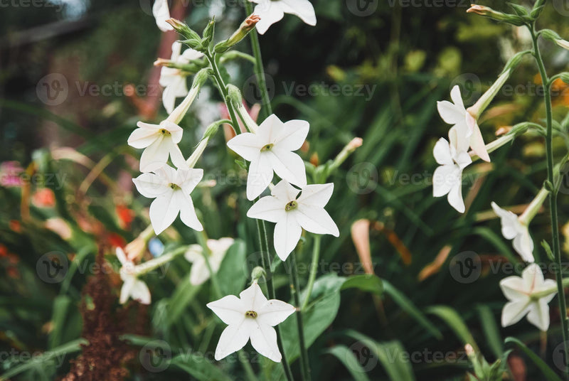Nicotiana Affinis (SEED SALE - OLD PACKAGING) (2)