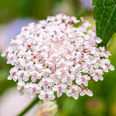 Didiscus 'Lacy Pink' (SEED SACHET ONLY) The Rose Press Garden