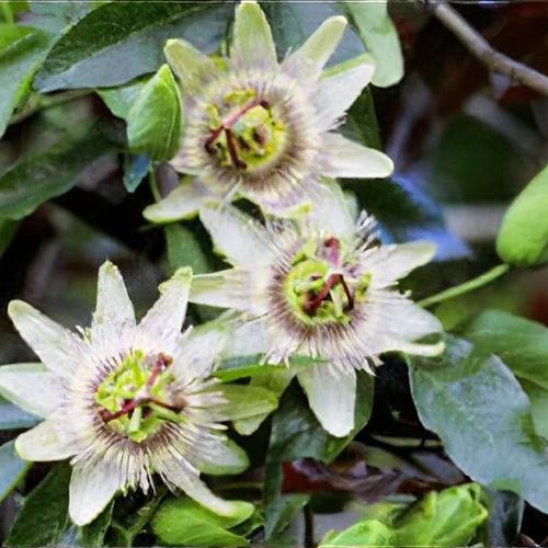 Passiflora White Lightning (1 x 3l pot)