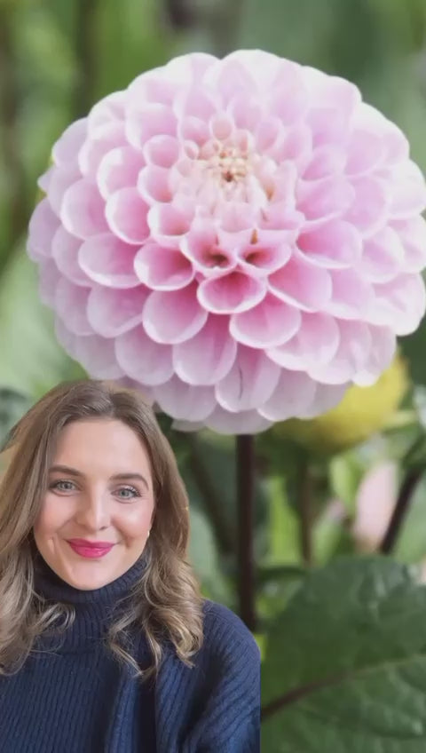 Dahlia &