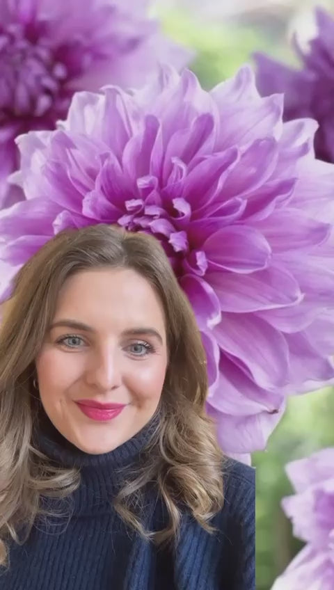 Dahlia &
