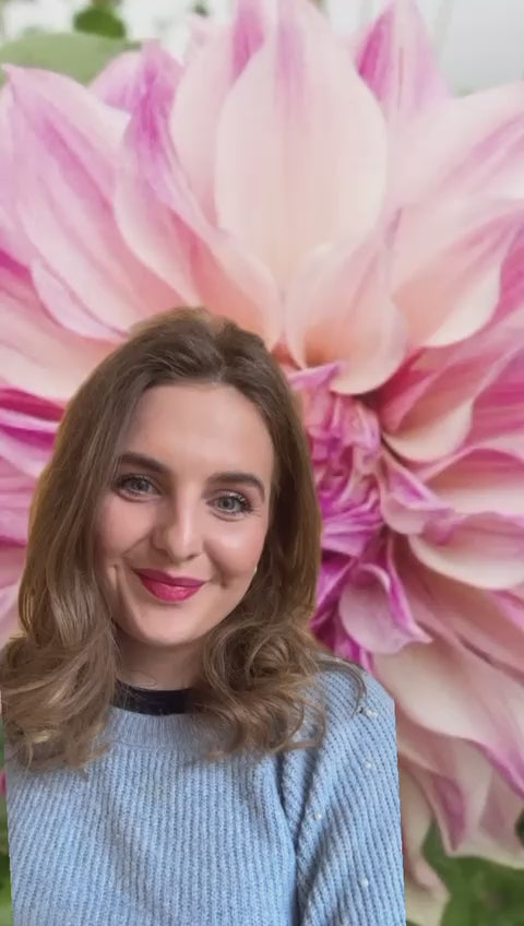 Dahlia &