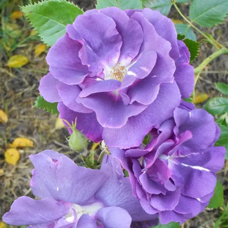 Rhapsody in Blue – Floribunda Rose (Bare Root, Pre-Order) The Rose Press Garden