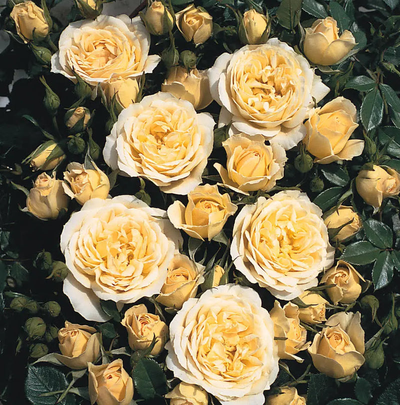 Sweet Memories Patio Rose 5.5L Pot – Compact and Fragrant Yellow Blooms The Rose Press Garden