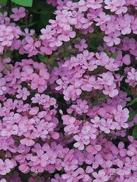 Saponaria Ocymoides Tumbling Ted (SEED SALE - OLD PACKAGING) (18)