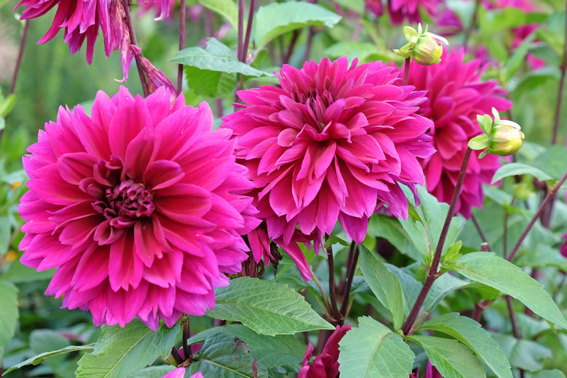 Dahlia &