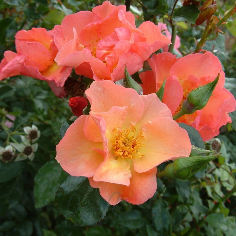 Summer Wine – Climbing Rose (Bare Root, Pre-Order) The Rose Press Garden