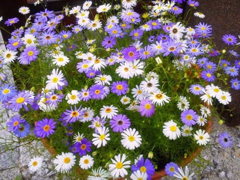 Swan River Daisy (SEED SALE - OLD PACKAGING) (10)
