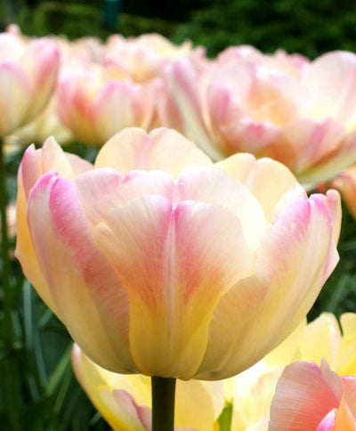 Tulipa Crème Upstar (15 bulbs) – Soft Cream and Pink Double Tulips The Rose Press Garden