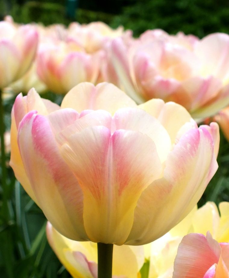 Tulipa Crème Upstar (15 bulbs) – Soft Cream and Pink Double Tulips The Rose Press Garden
