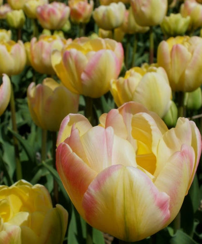 Tulipa Crème Upstar (15 bulbs) – Soft Cream and Pink Double Tulips The Rose Press Garden