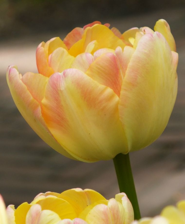 Tulipa Crème Upstar (15 bulbs) – Soft Cream and Pink Double Tulips The Rose Press Garden