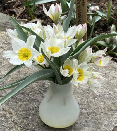 Botanical Tulip 'Polychrome' (10 bulbs)