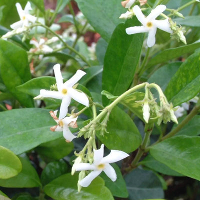 Trachelospermum jasminoides – Star Jasmine (3L Plant) The Rose Press Garden