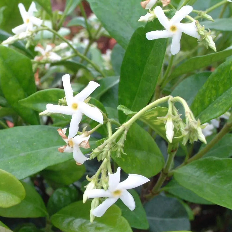 Trachelospermum jasminoides – Star Jasmine (3L Plant) The Rose Press Garden