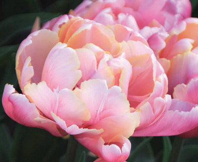 Tulip 'Pink Star' (15 Bulbs)