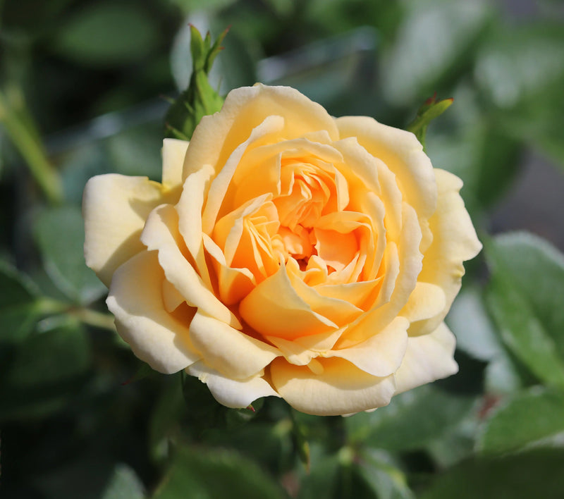 Happy Birthday Floribunda Rose - Cream Blooms in 5.5L Pot The Rose Press Garden