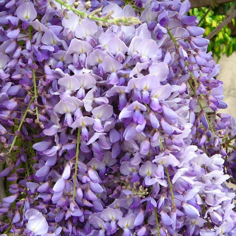 Wisteria &