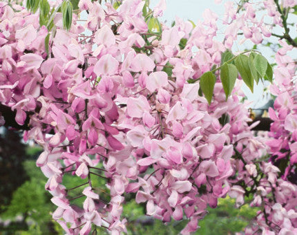 Wisteria brachybotrys &