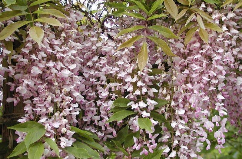 Wisteria floribunda &