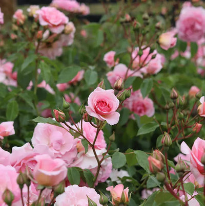You're Beautiful Rose  5.5L Pot - Fragrant Pink Floribunda Rose The Rose Press Garden